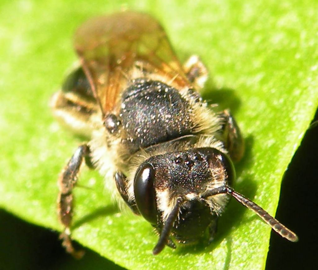 Andrena sp da Le.Mont.Saint.Michel